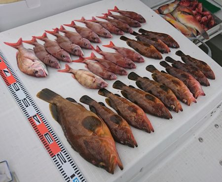 遊漁船 家入 釣果