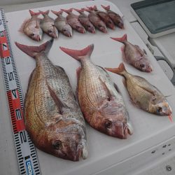 遊漁船 家入 釣果