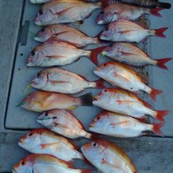 海季丸(みきまる) 釣果