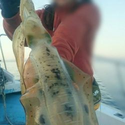 シースナイパー海龍 釣果