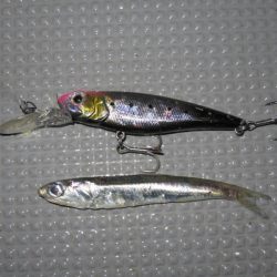 Chase（チェイス） 釣果