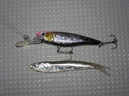 Chase（チェイス） 釣果