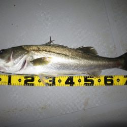 Chase（チェイス） 釣果