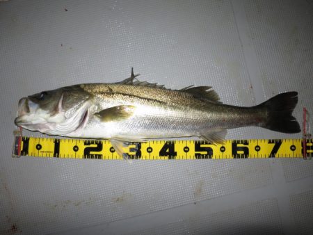 Chase（チェイス） 釣果