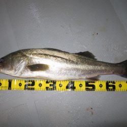 Chase(チェイス) 釣果