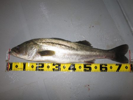 Chase(チェイス) 釣果