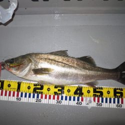 Chase(チェイス) 釣果