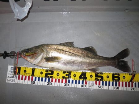 Chase(チェイス) 釣果