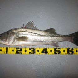 Chase(チェイス) 釣果