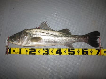 Chase(チェイス) 釣果