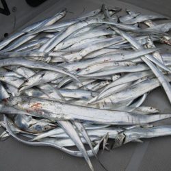 Chase（チェイス） 釣果