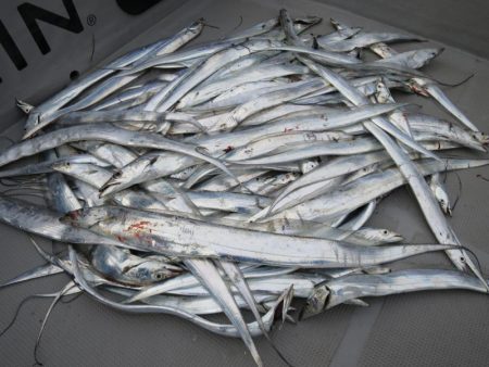 Chase（チェイス） 釣果