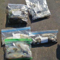 マリンガイド福丸 釣果