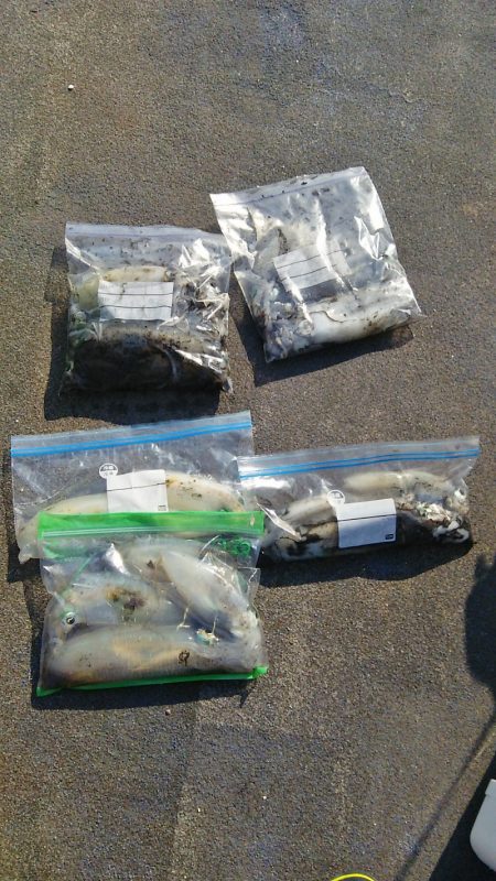 マリンガイド福丸 釣果