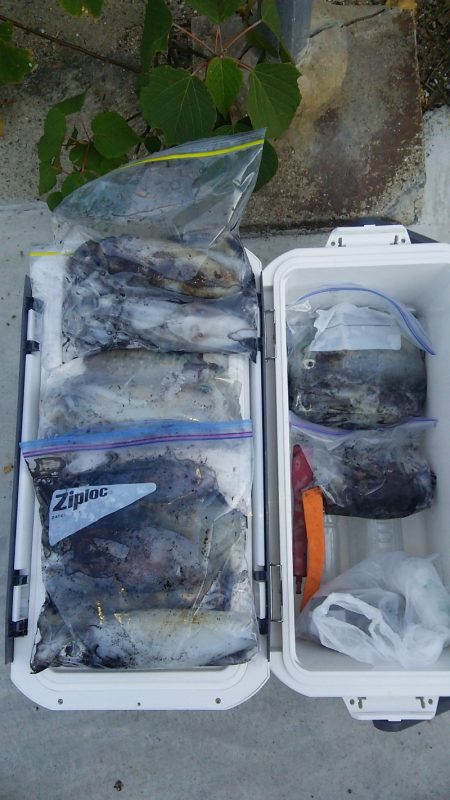 マリンガイド福丸 釣果