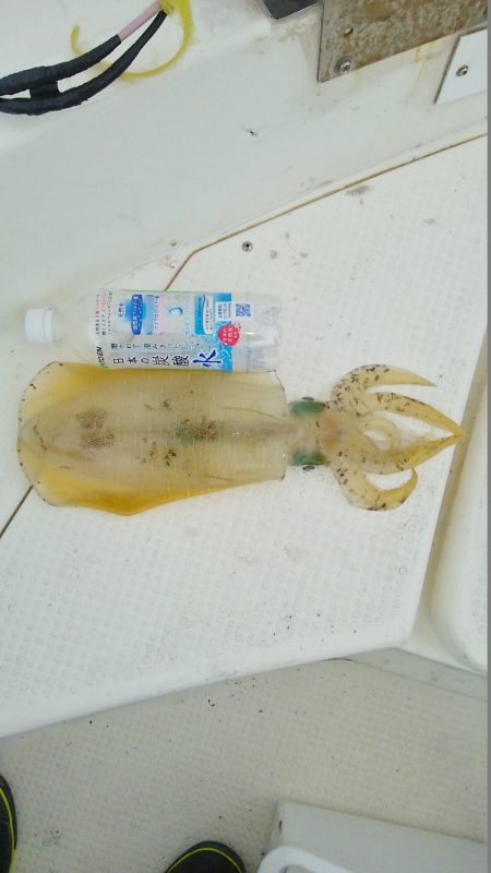 マリンガイド福丸 釣果