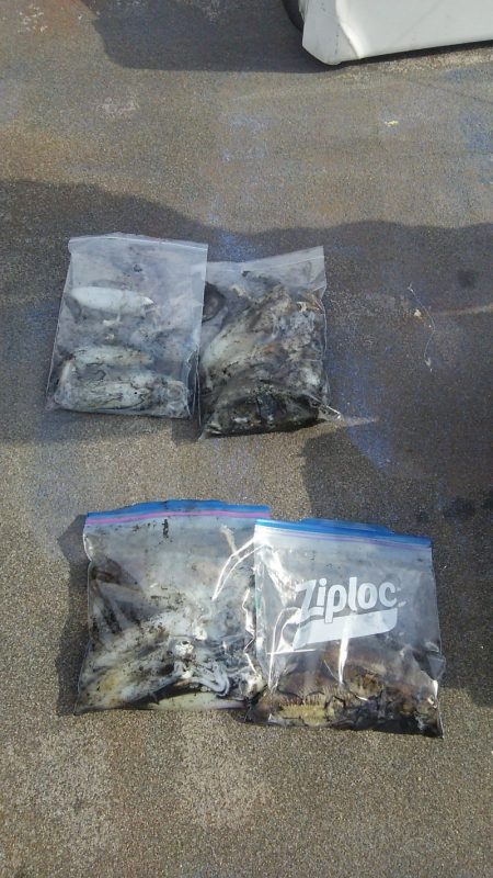 マリンガイド福丸 釣果