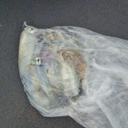 マリンガイド福丸 釣果