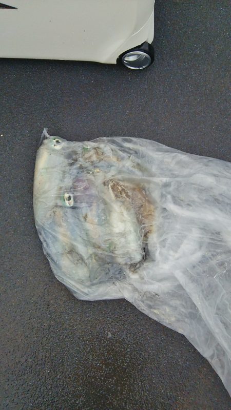 マリンガイド福丸 釣果