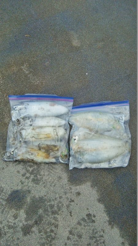 マリンガイド福丸 釣果