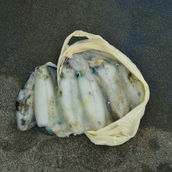 マリンガイド福丸 釣果