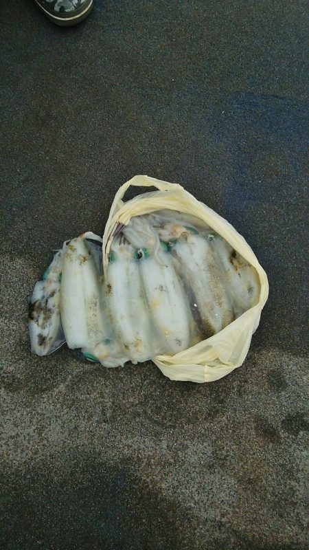 マリンガイド福丸 釣果