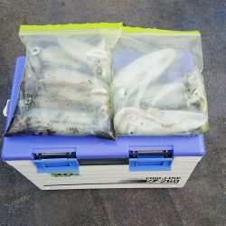 マリンガイド福丸 釣果