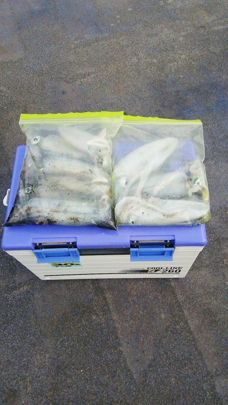 マリンガイド福丸 釣果