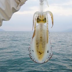 マリンガイド福丸 釣果