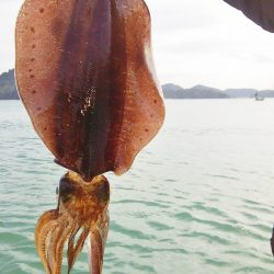 マリンガイド福丸 釣果