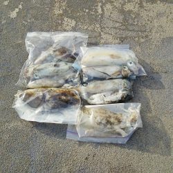 マリンガイド福丸 釣果