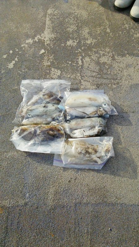 マリンガイド福丸 釣果