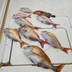 マリンガイド福丸 釣果