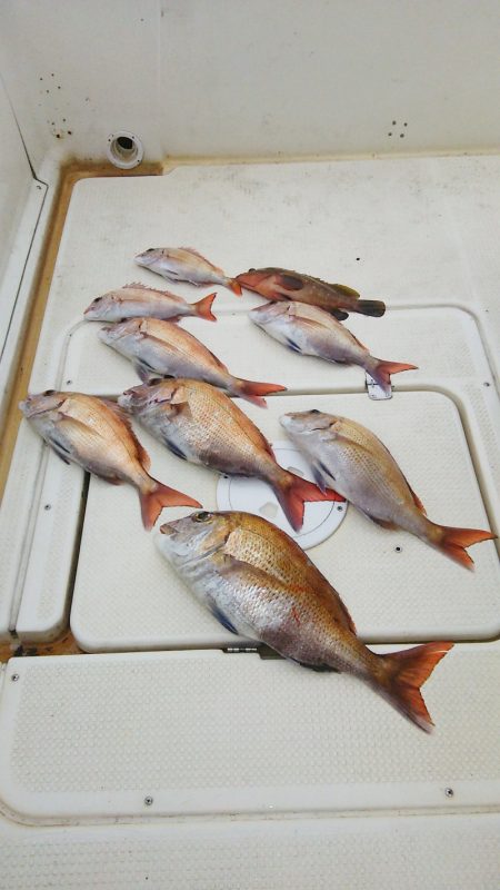 マリンガイド福丸 釣果