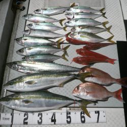 オーシャンスター(Ocean Star) 釣果