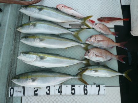 オーシャンスター(Ocean Star) …