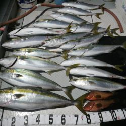 オーシャンスター(Ocean Star) 釣果