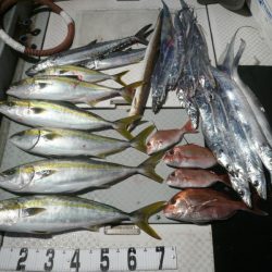 オーシャンスター(Ocean Star) 釣果