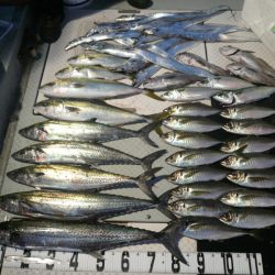 オーシャンスター(Ocean Star) 釣果