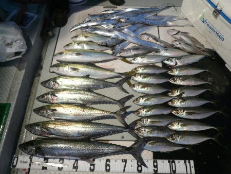 オーシャンスター(Ocean Star) …