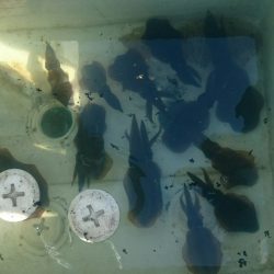 シースナイパー海龍 釣果