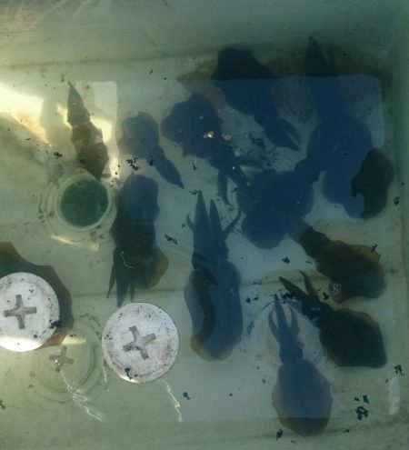 シースナイパー海龍 釣果