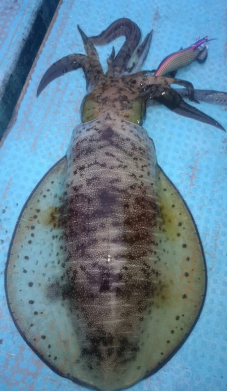 シースナイパー海龍 釣果