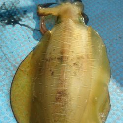 シースナイパー海龍 釣果