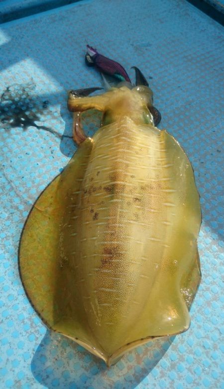 シースナイパー海龍 釣果