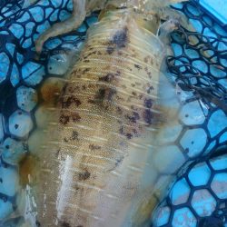 シースナイパー海龍 釣果