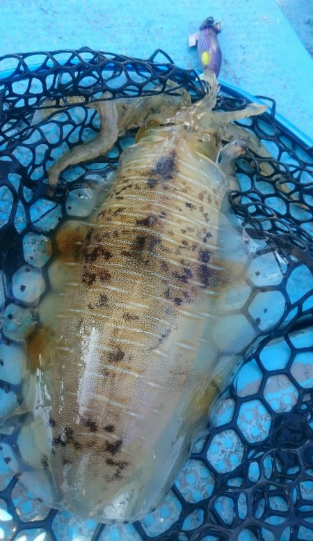 シースナイパー海龍 釣果