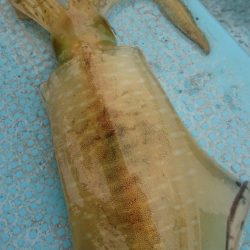 シースナイパー海龍 釣果