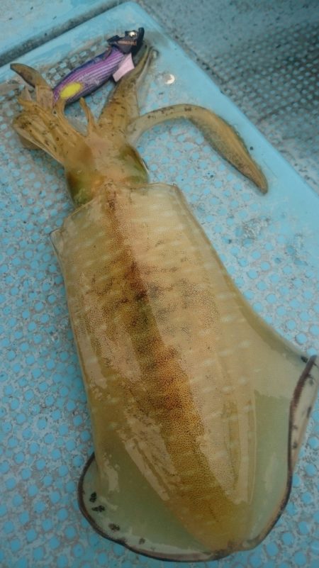 シースナイパー海龍 釣果