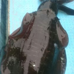 シースナイパー海龍 釣果